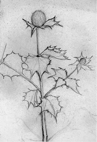 Kwitnący oset II Thistle in Bloom II